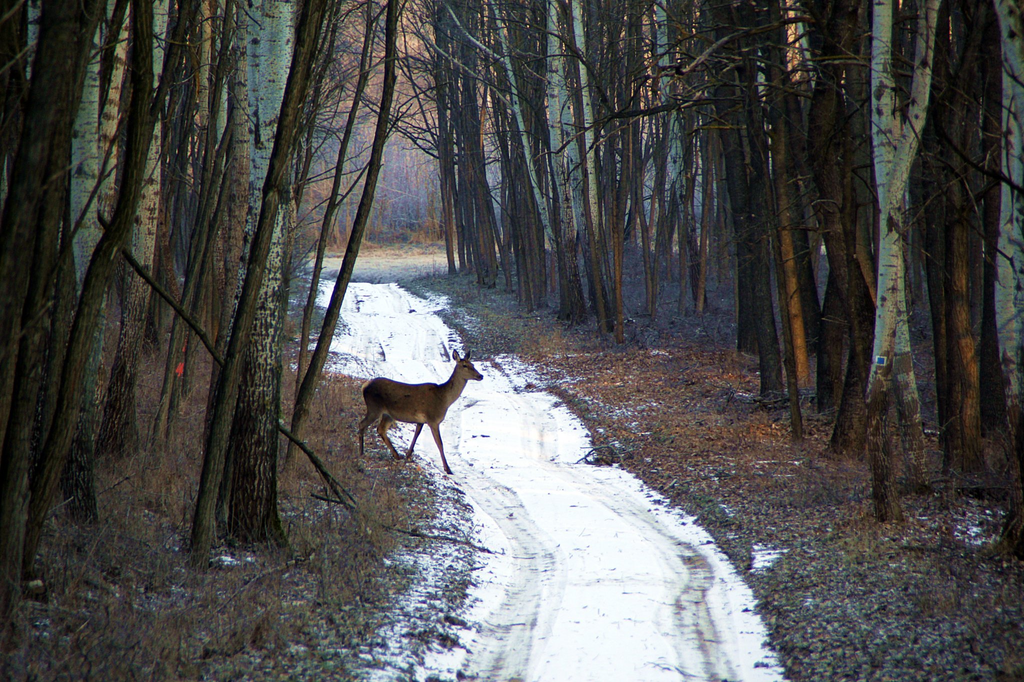 TISZTELT ERDŐLÁTOGATÓK!